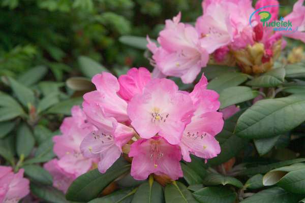 Rhododendron Grenspan